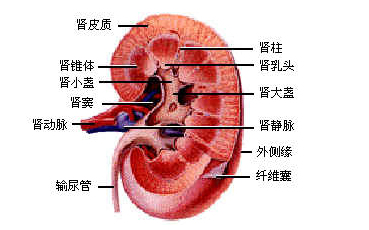 ôʳ