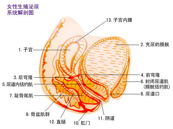 ӹĤ֢Щ