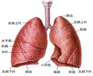 为什么鳞状细胞癌容易转移