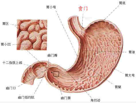 Ű