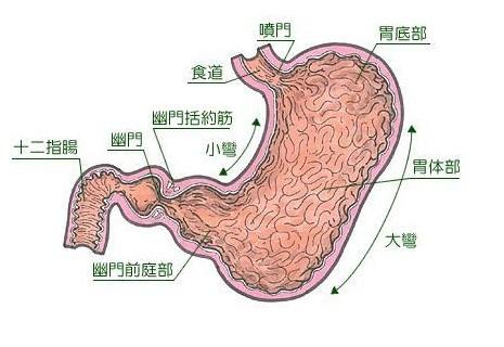 胃窦的位置