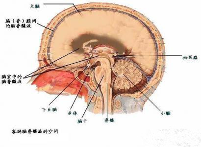 脑瘤也会发生颅外转移
