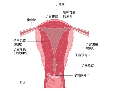 ӹ