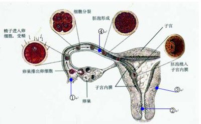 治疗卵巢癌中医如何发挥自身优势