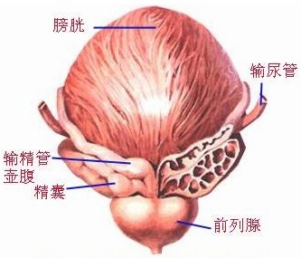 治疗前列腺癌什么方法可行