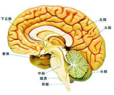 手术后脑瘤病人能活多久