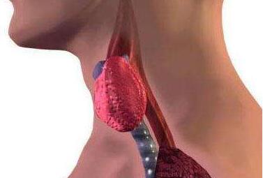 ҽʳ