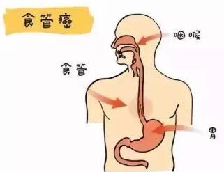 ʳҽƺ