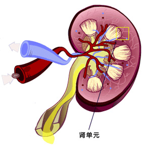 肾癌症状