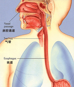 食道癌死亡人数