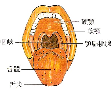口腔鳞癌