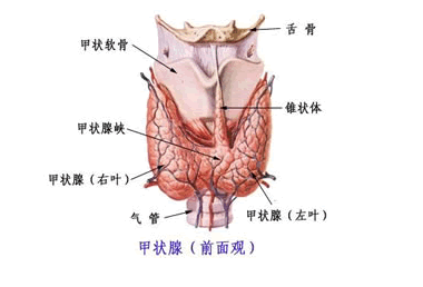 甲状腺癌的病发哪些病因导致?