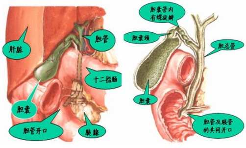 胆囊癌的诊断方法具体有哪些?