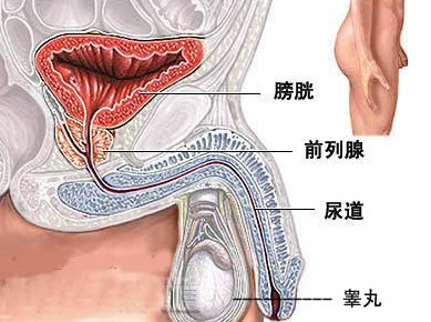 膀胱癌患者饮食