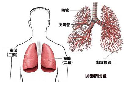 手术治疗肺癌