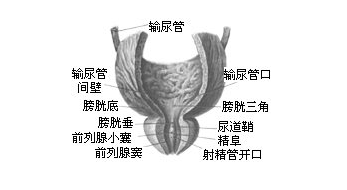 预防膀胱癌