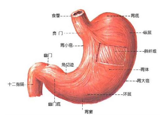 贲门癌早期并发症