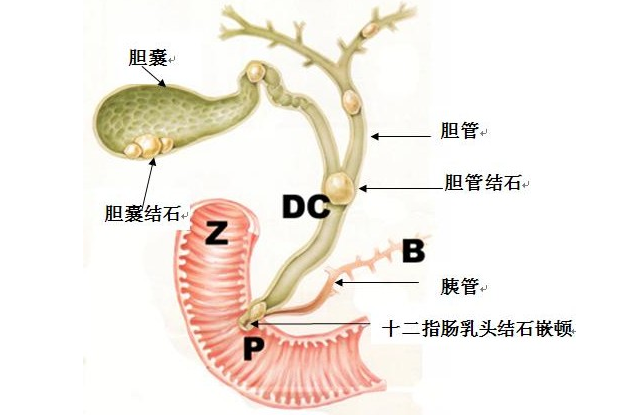 ܰ顢