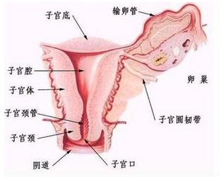 ѳڲ֢