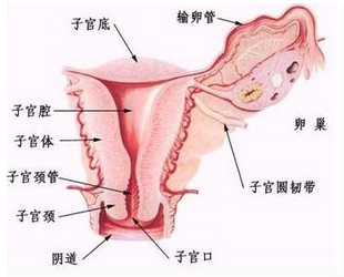 卵巢癌放疗