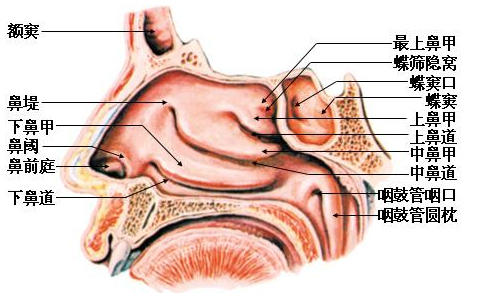 ���ʰ���ҽ���Ʒ���