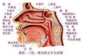 鼻咽癌的护理
